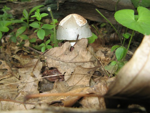 Mushroom1.jpg