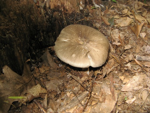 Mushroom2.jpg