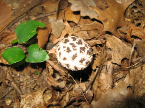Mushroom4.jpg