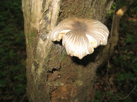 Mushroom6.jpg