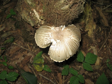 Mushroom7.jpg
