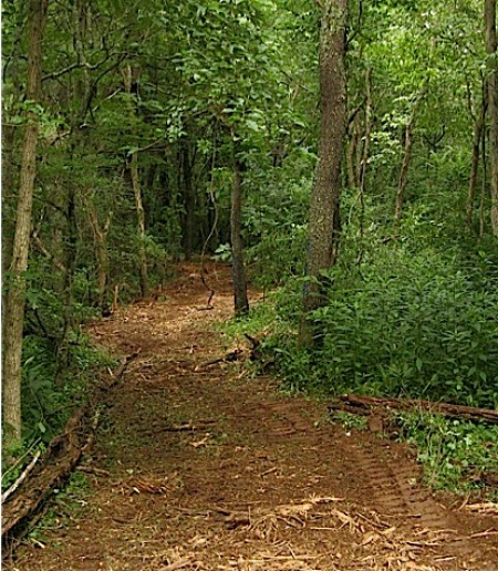 Path through Woods1.jpg