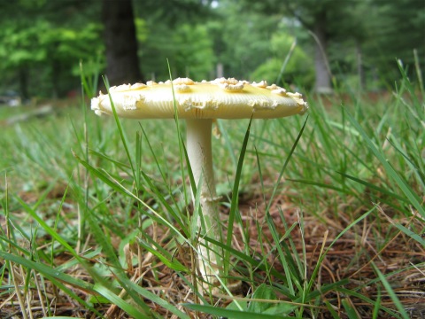 Touchstone mushroom1.jpg