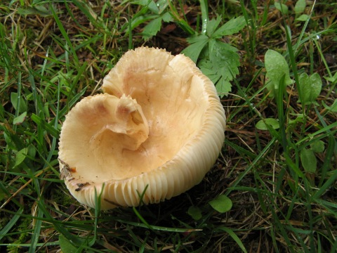 Touchstone mushroom2.jpg