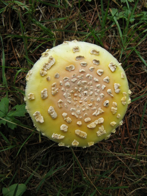 Touchtone mushroom.jpg