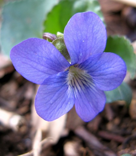 Common Blue Violet Closeup.jpg