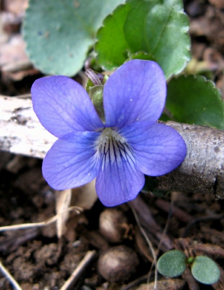 Common Blue Violet.jpg