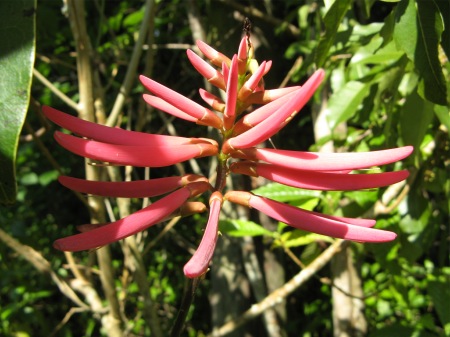 Coral Bean flower.jpg